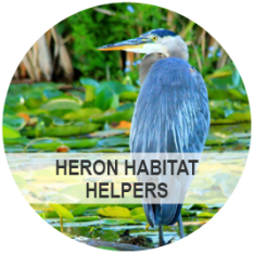 Heron Habitat Helpers - Photo: A heron perched in a lake with greenery.