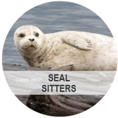 Seal Sitters - Photo: A seal laying on its side with water in the background