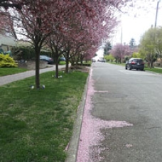 Road of Cherry Blossoms Photo