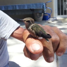 Humming Bird Perched on a Hand Photo